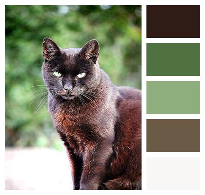 Domestic Animal Black Cat Image